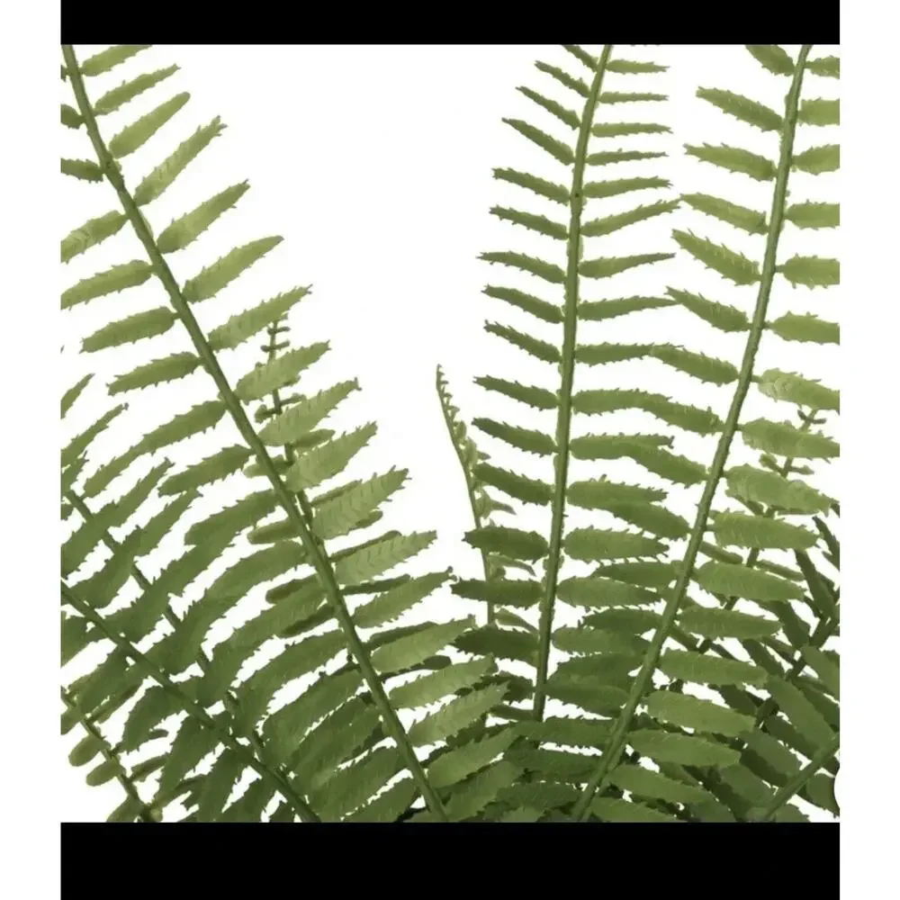 CGH Faux Decorative Plant 3 Pack Snake Fern Prayer Plant Planter Zero Maintenanc
